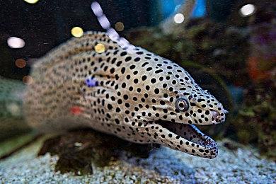 《戴森球计划》、《火山的女儿》等游戏将参加科隆游戏展